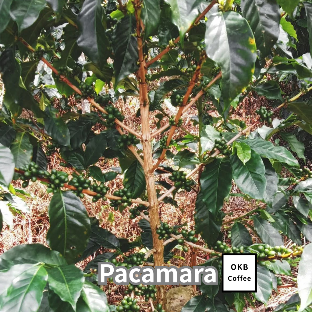 コーヒーの木の種子 パカマラ品種 10粒