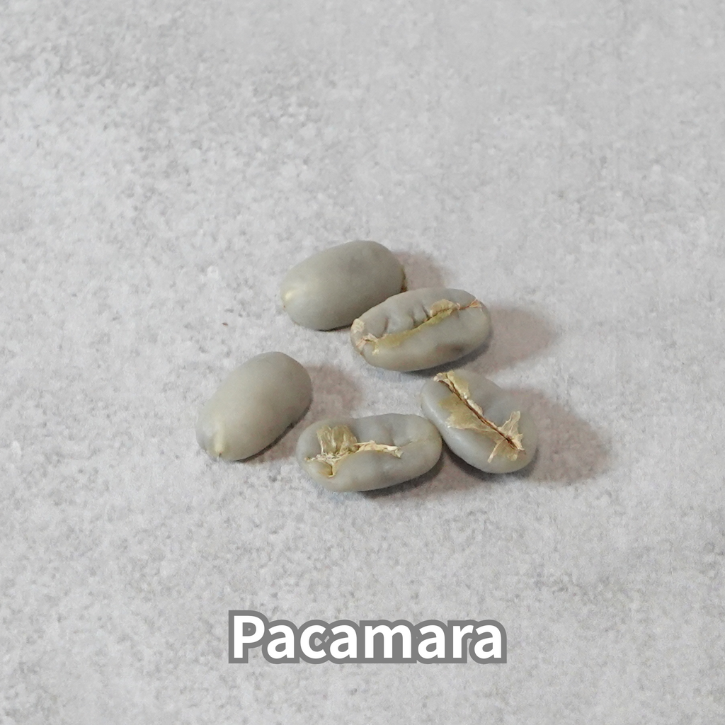 コーヒーの木の種子 パカマラ品種 10粒