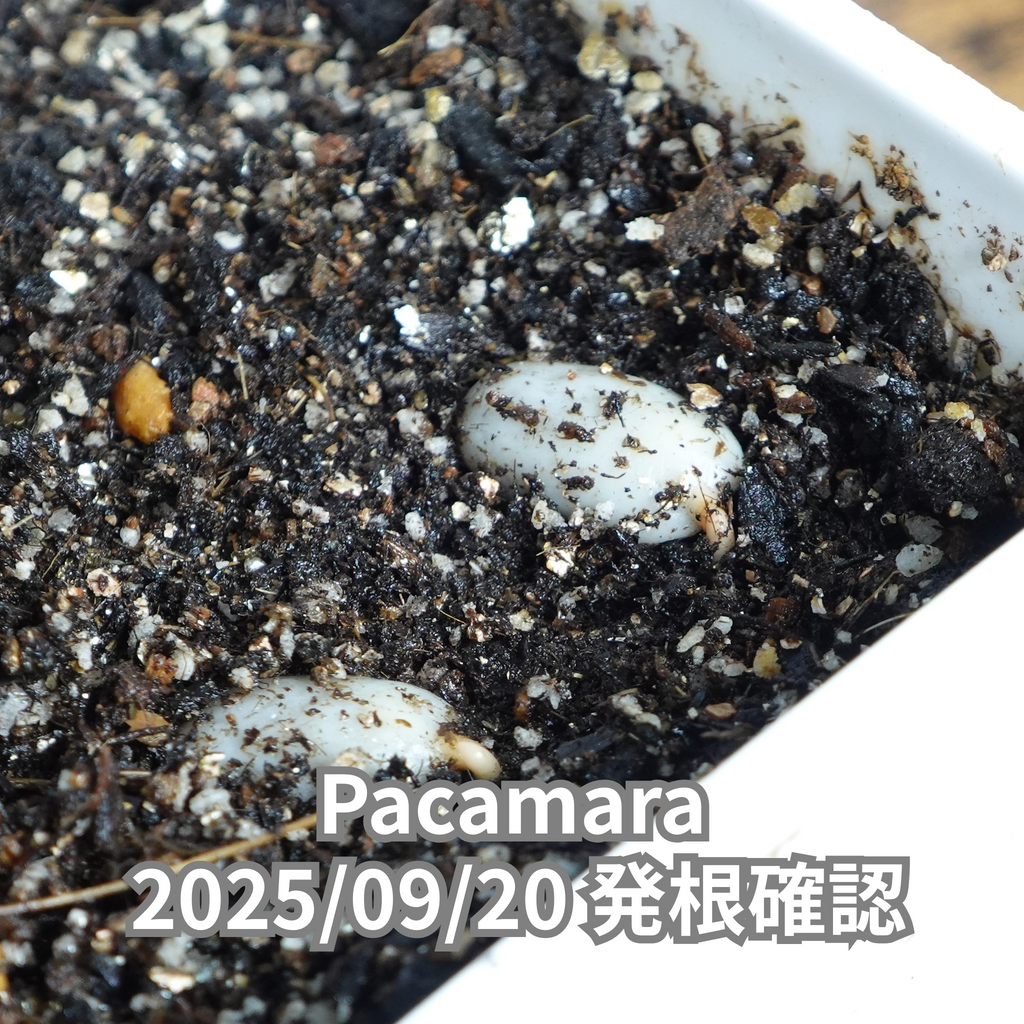 コーヒーの木の種子 パカマラ品種 10粒