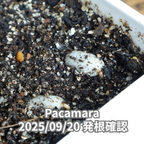 コーヒーの木の種子 パカマラ品種 10粒