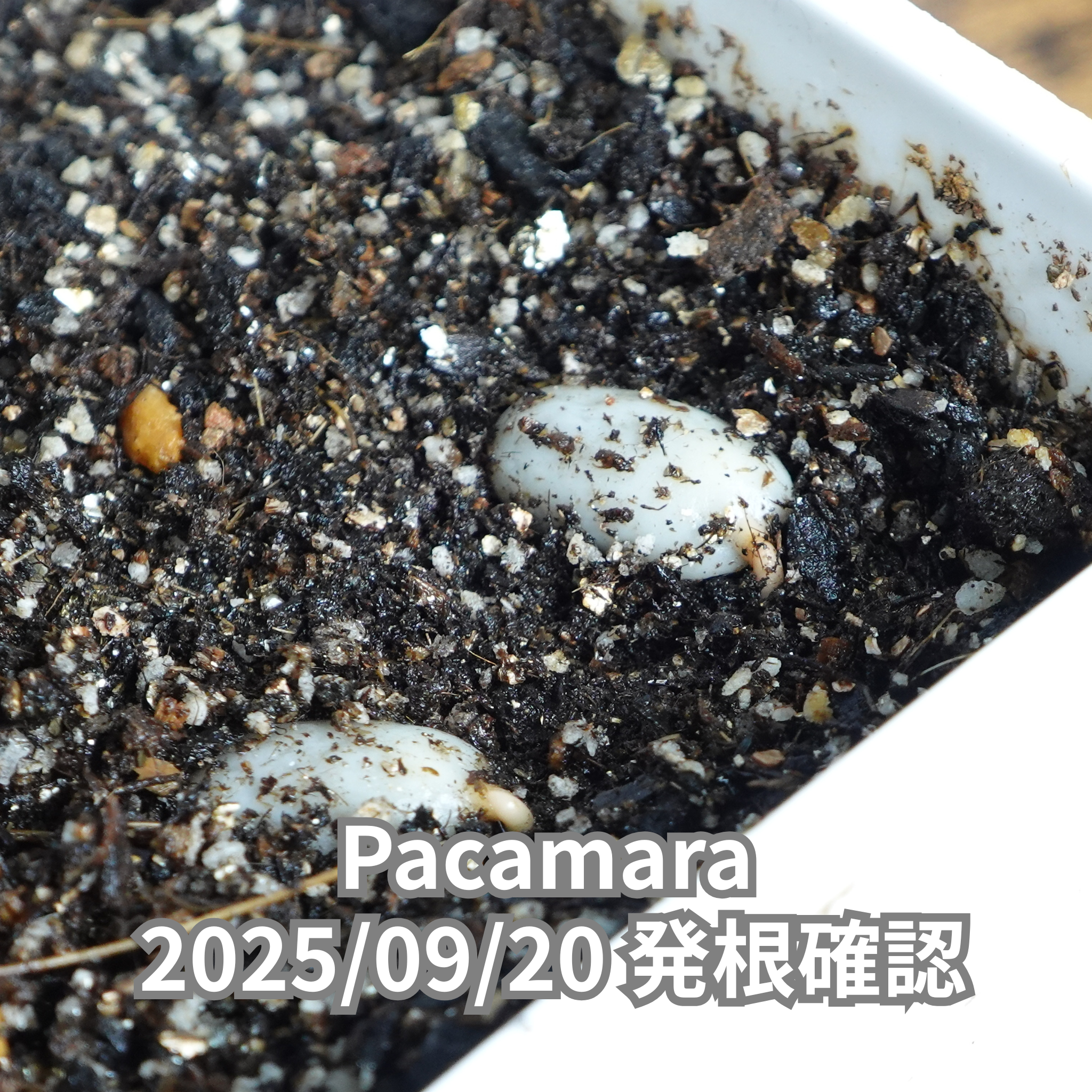 コーヒーの木の種子 パカマラ品種 10粒