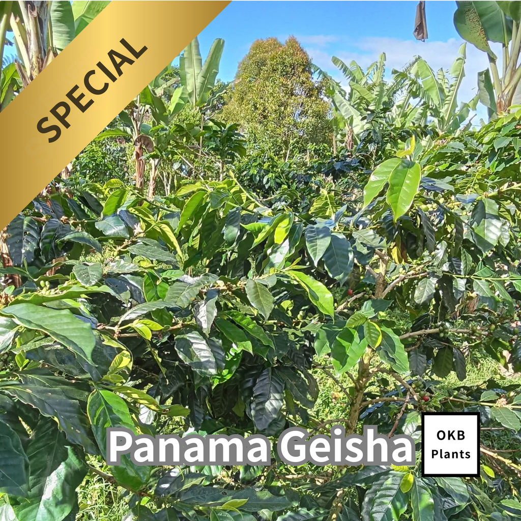 パナマゲイシャ品種 コーヒーの木の種子 10粒