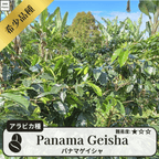 パナマゲイシャ(panama geisha)の木