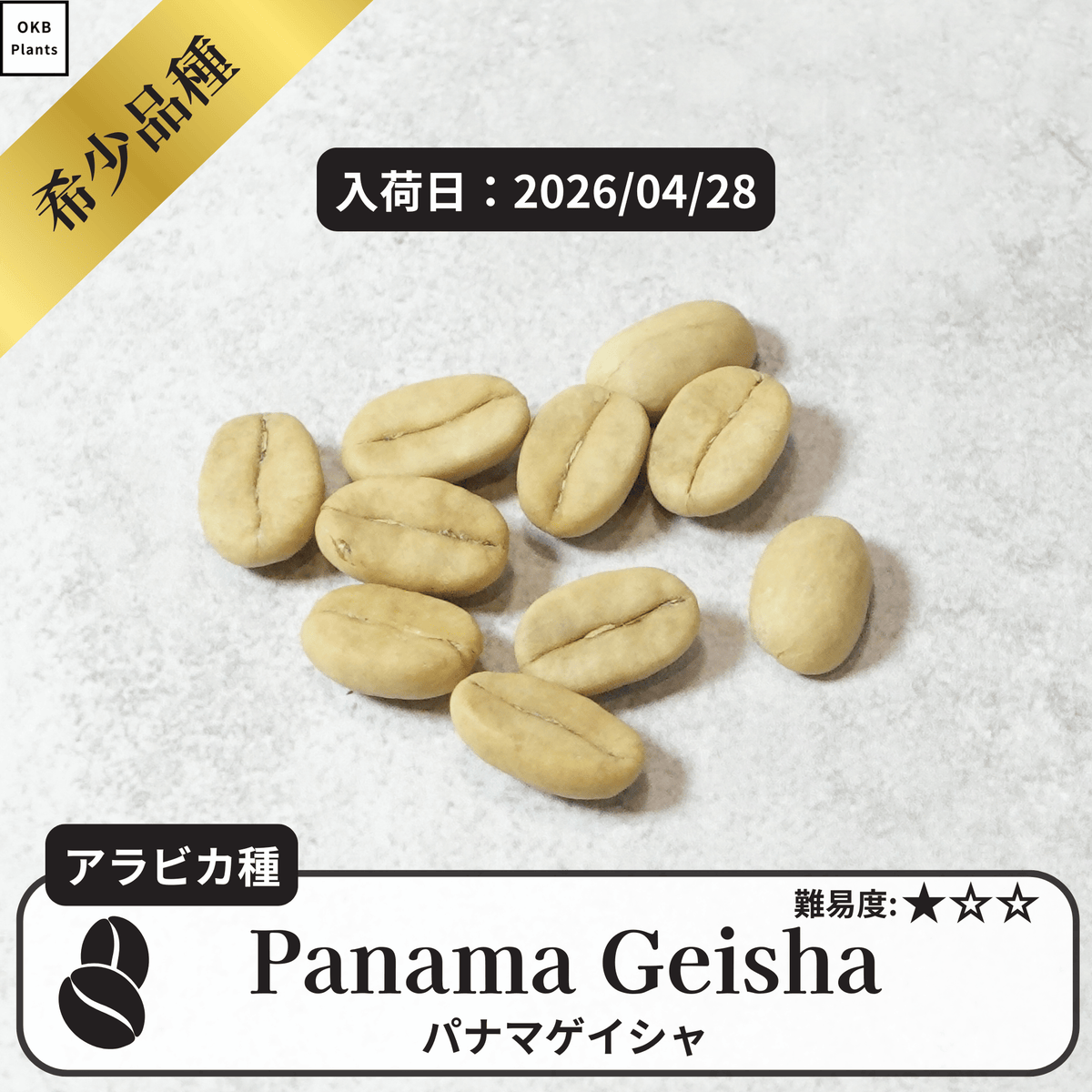 パナマゲイシャ品種(Panama Geisha) コーヒーの木の種 10粒 – OKB Plants パナマゲイシャ品種(Panama Geisha) コーヒーの木の種 10粒 – OKB Plants