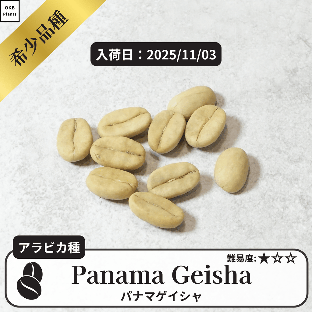 パナマゲイシャ(panama geisha)の種子