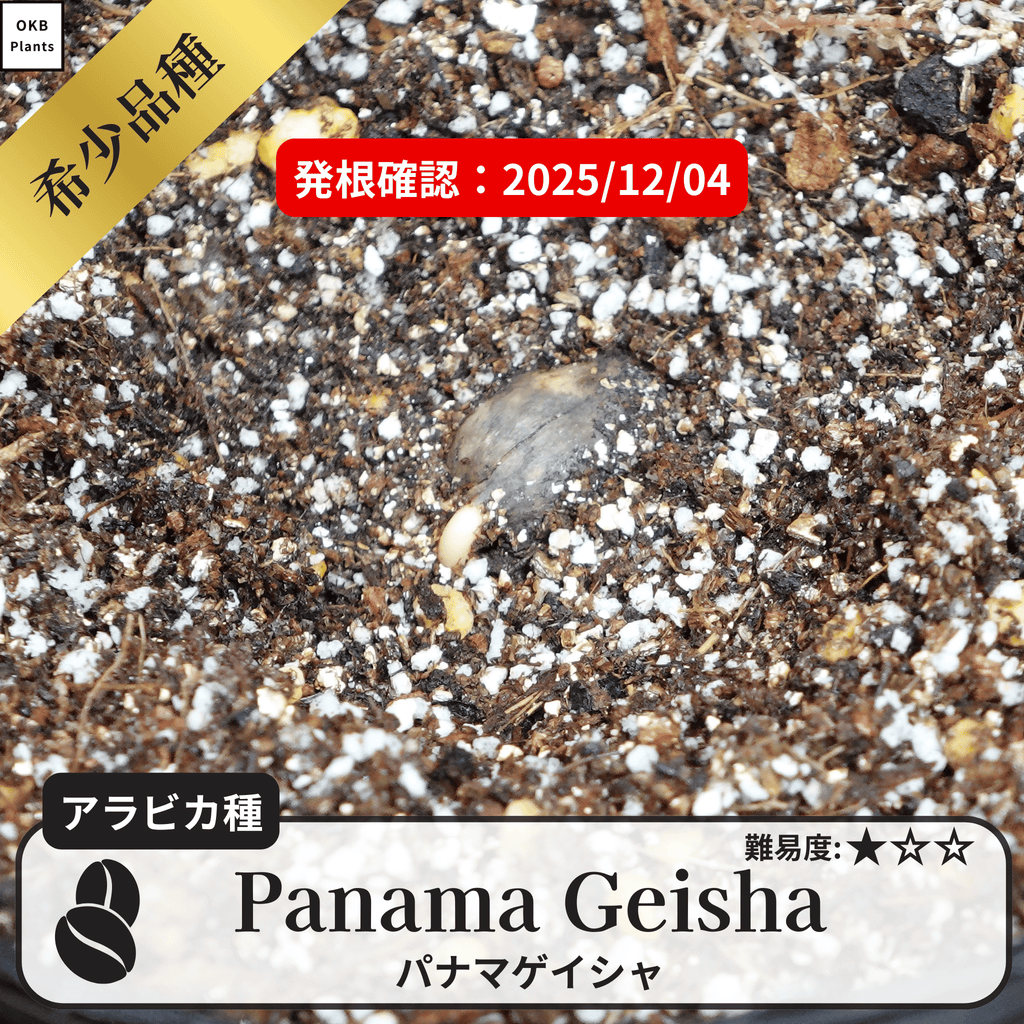 パナマゲイシャ(panama geisha)の発根確認