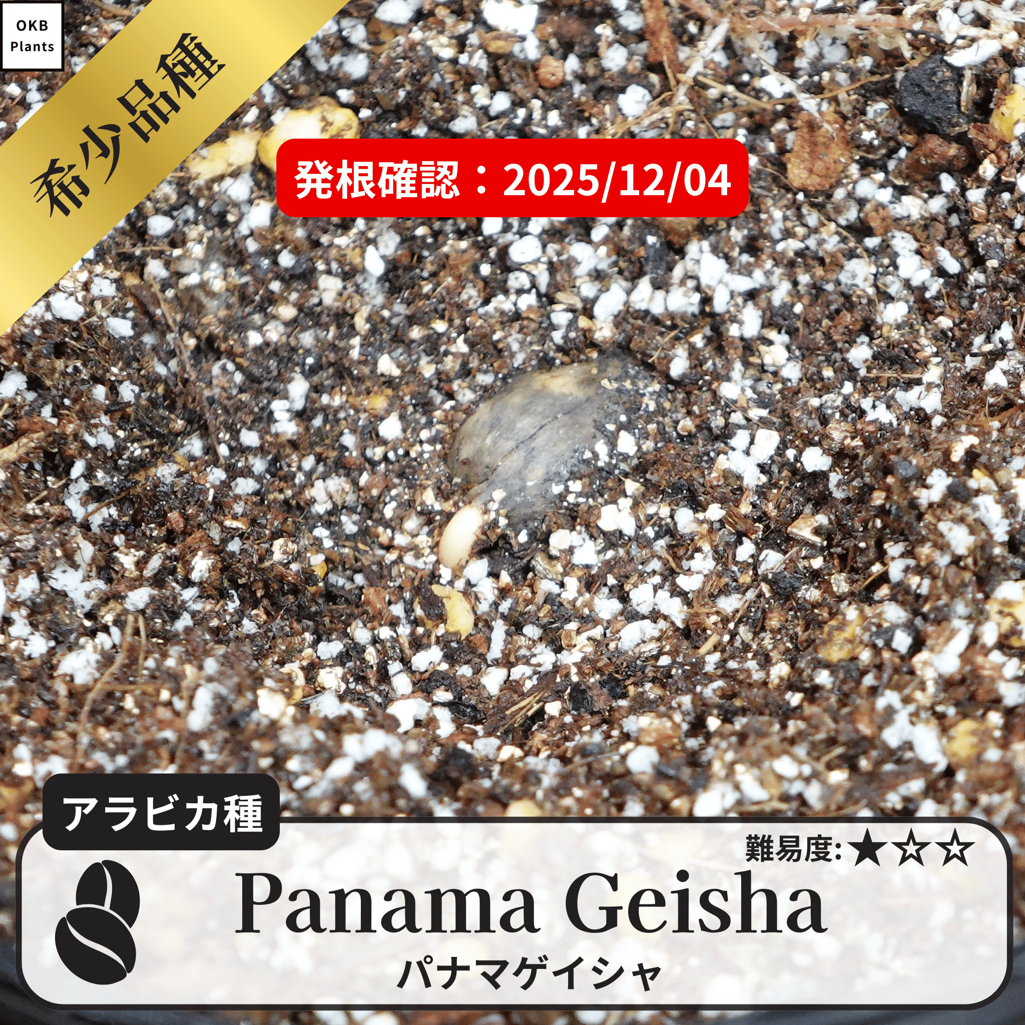 パナマゲイシャ(panama geisha)の発根確認