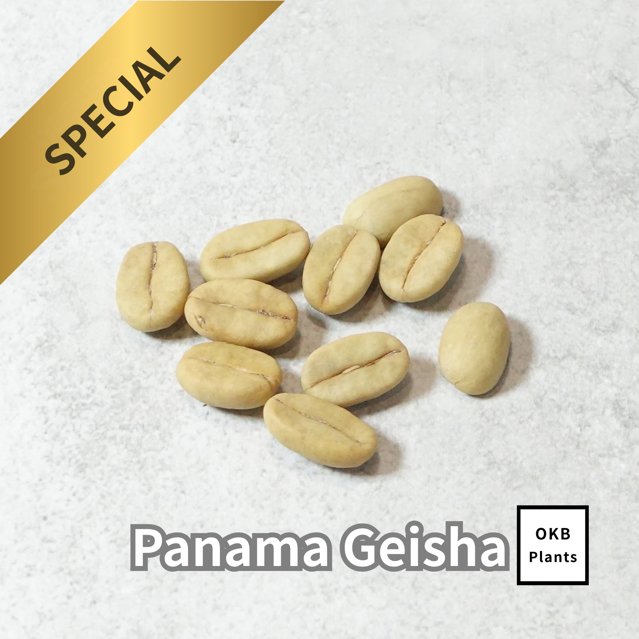 パナマゲイシャ品種 コーヒーの木の種子 10粒