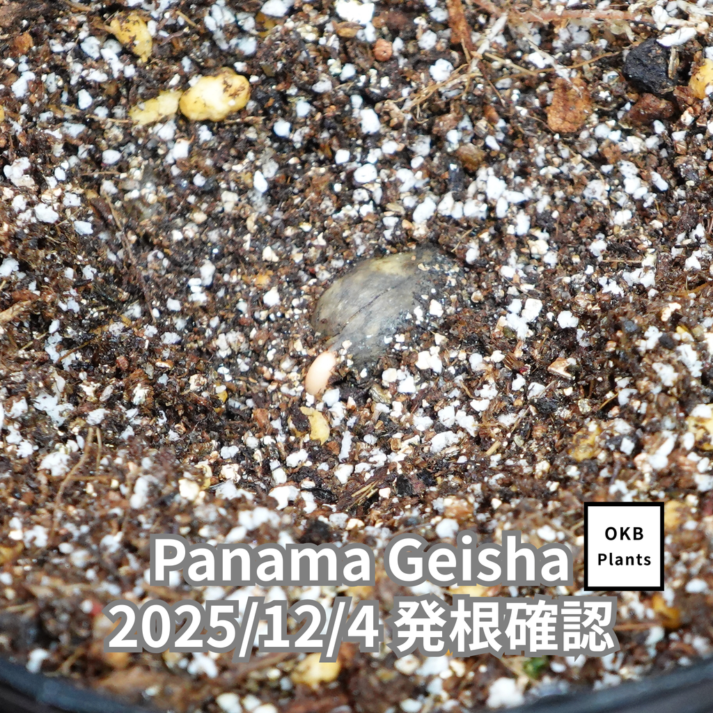 パナマゲイシャ品種 コーヒーの木の種子 10粒