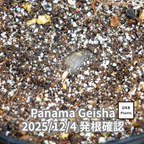 パナマゲイシャ品種 コーヒーの木の種子 10粒