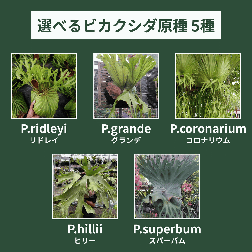 ビカクシダ栽培キット(コウモリラン, platycerium)。選べるビカクシダ原種5種の胞子。