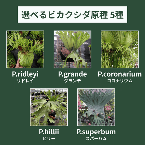 ビカクシダ栽培キット(コウモリラン, platycerium)。選べるビカクシダ原種5種の胞子。