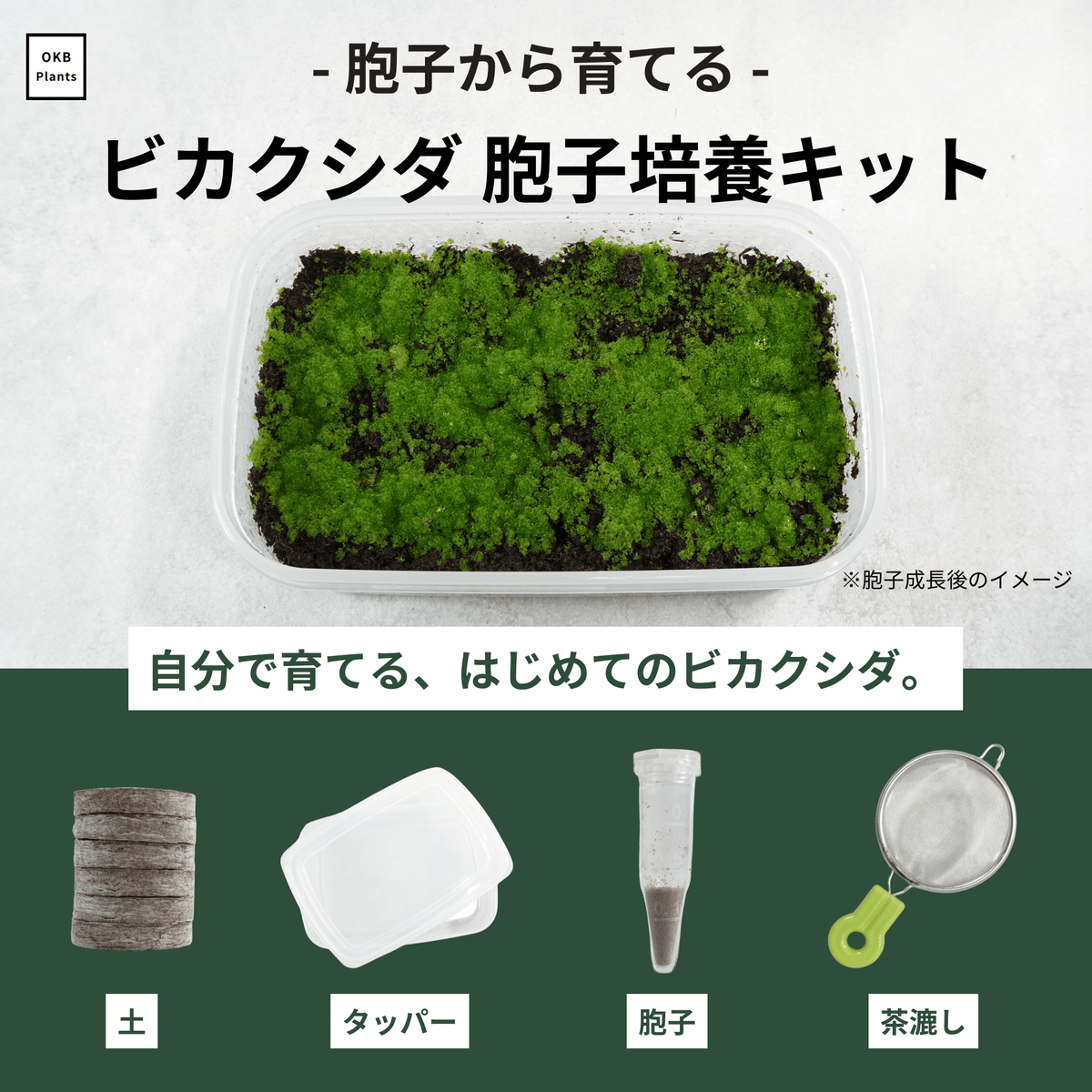 発芽確認済】ビカクシダ胞子培養キット (胞子, タッパー, 土, 茶漉し 発芽確認済】ビカクシダ胞子培養キット (胞子, タッパー, 土, 茶漉し