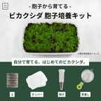 ビカクシダ(コウモリラン, platycerium)の胞子培養栽培キット(胞子、土、タッパー、茶漉し)。