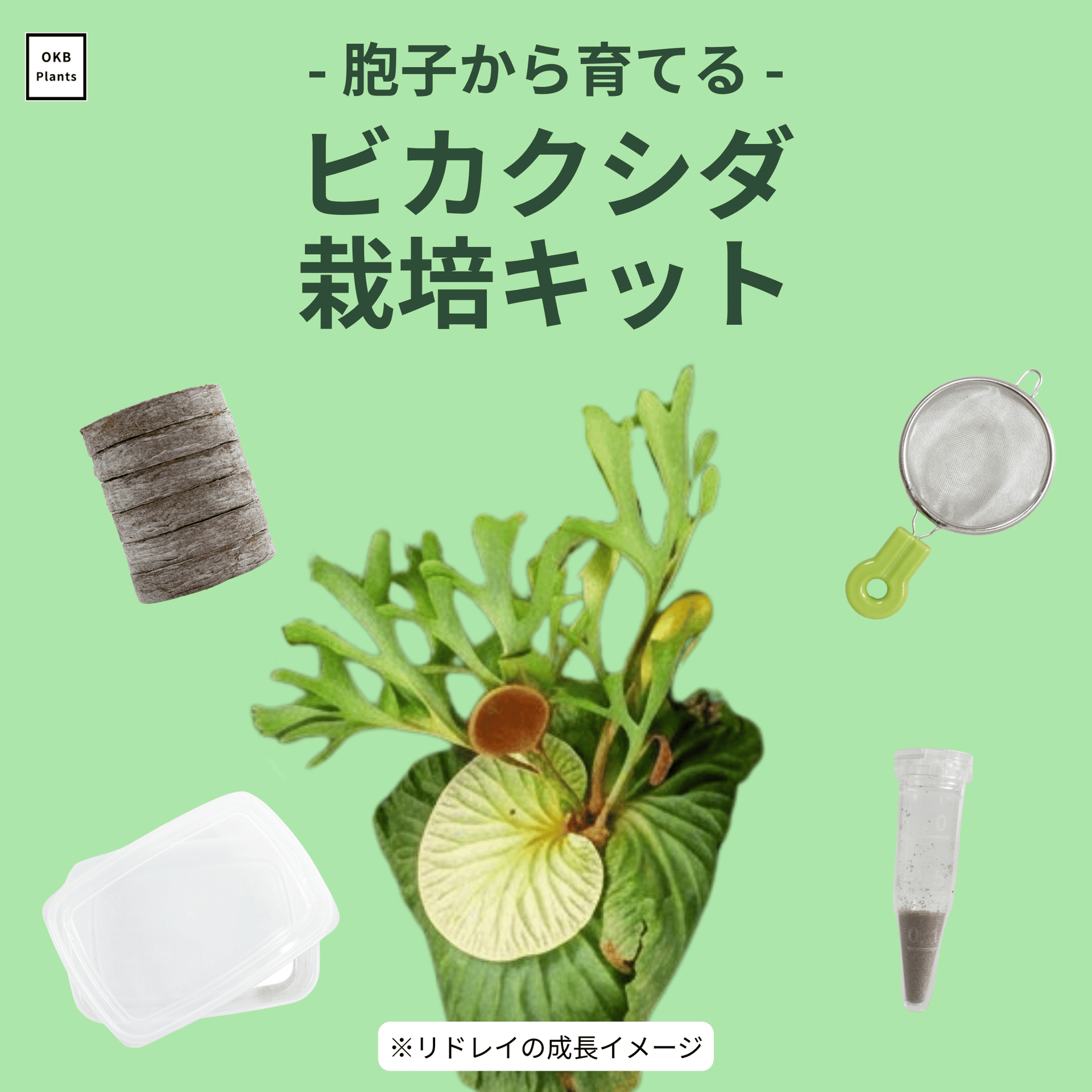 発芽確認済】ビカクシダ栽培キット (胞子, タッパー, 土, 茶漉し