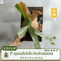 クアドリディコトマム ビカクシダの胞子  0.25ml