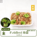 ビカクシダ リドレイ幼苗4つ