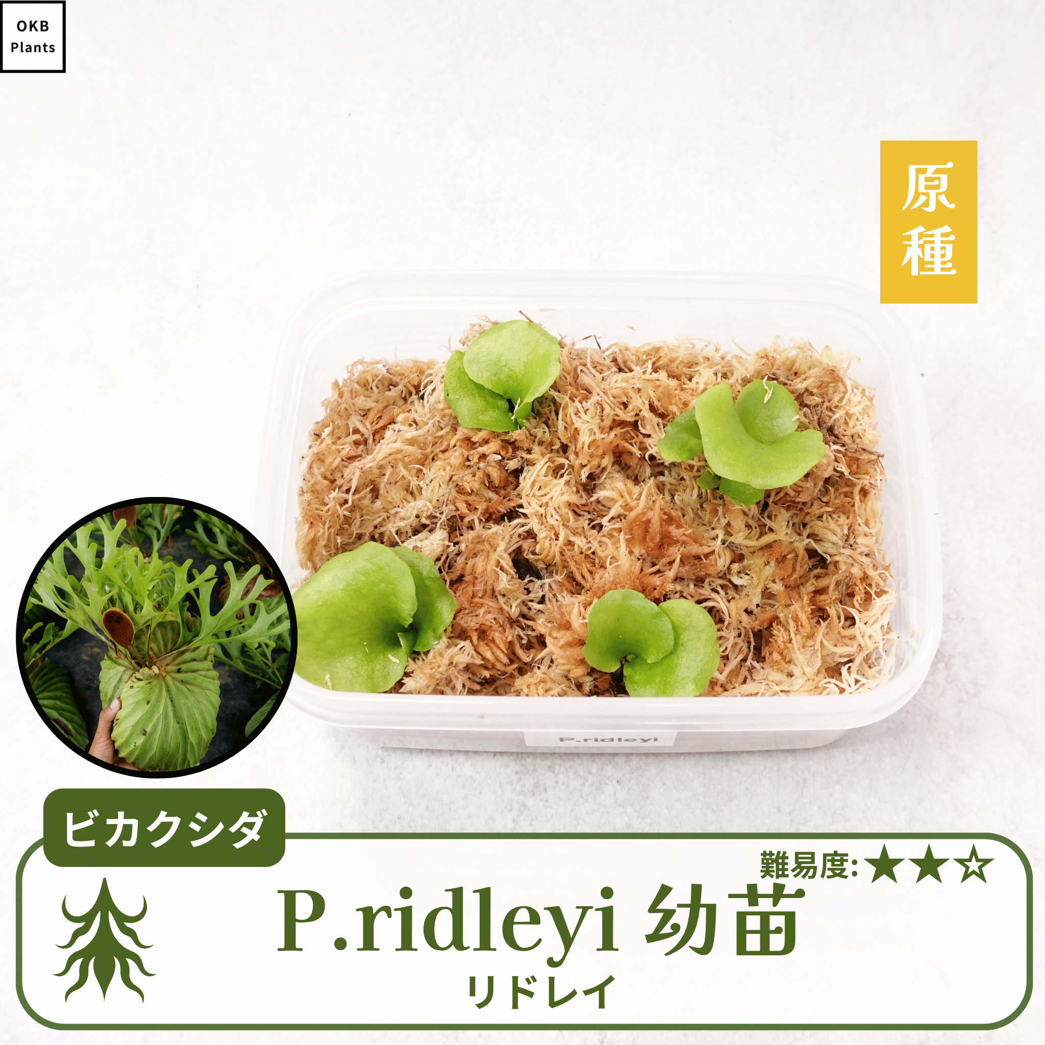 ビカクシダ リドレイ幼苗4つ