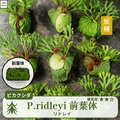 ビカクシダリドレイの前葉体(P.ridleyi)