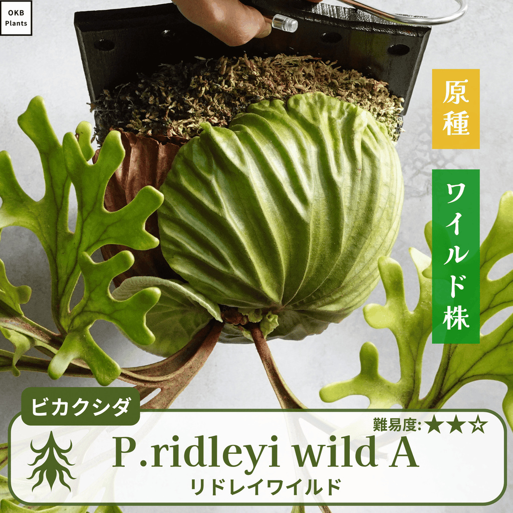 リドレイワイルド ビカクシダの胞子 小さじ1/4 – OKB Plants