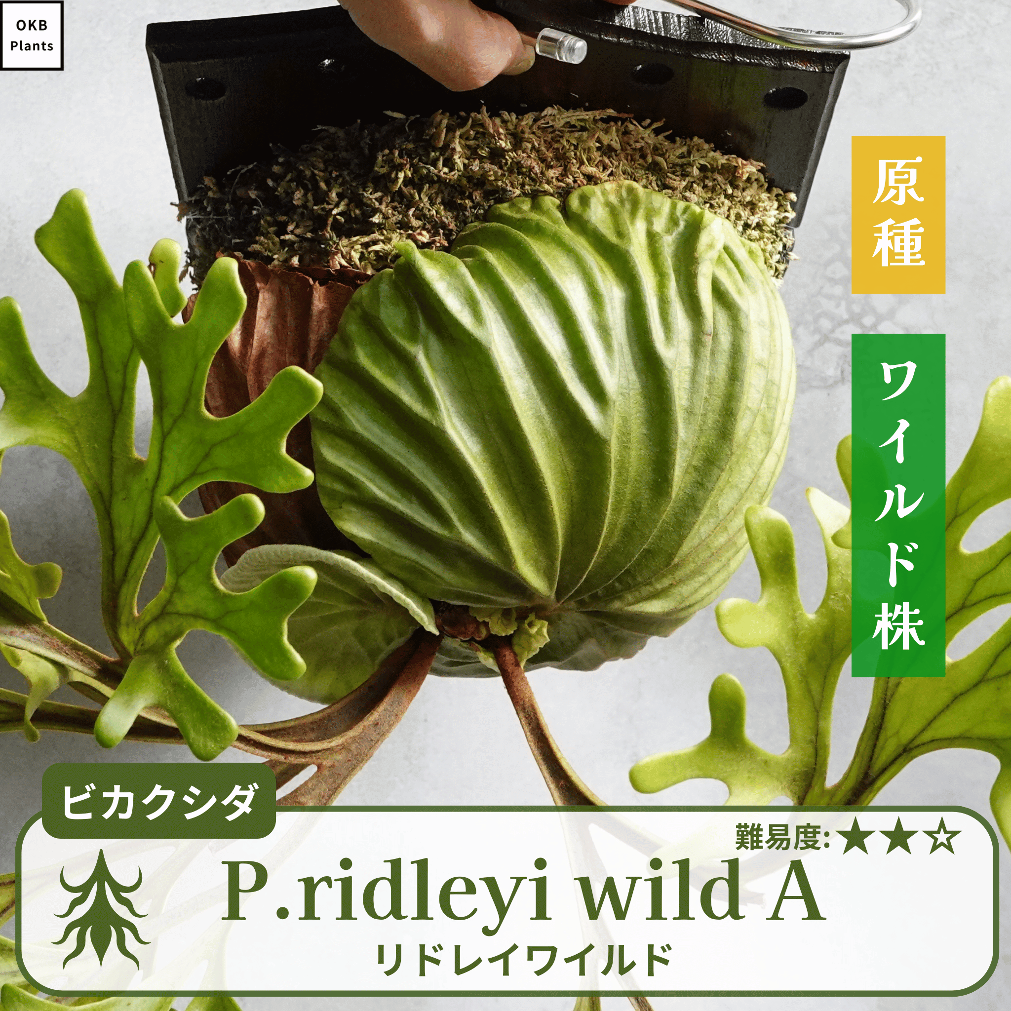 リドレイ ワイルド◆ ビカクシダ P.ridleyi wild ワイルド リドレイ P.ridleyi WILD ボルネオ輸入株 一点物 検