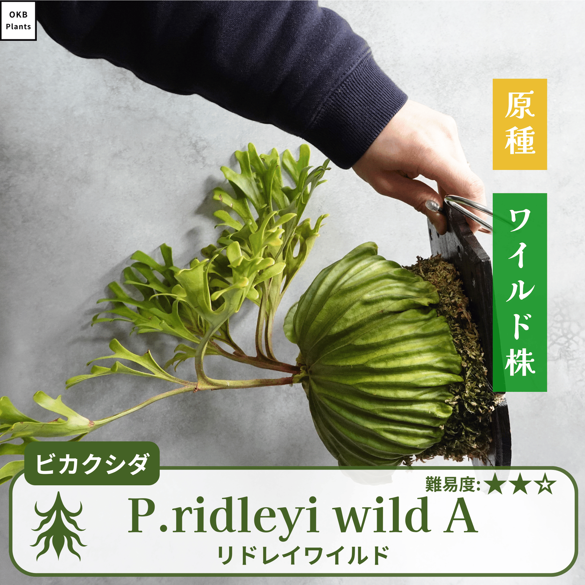 ビカクシダ – OKB Plants ビカクシダ – OKB Plants
