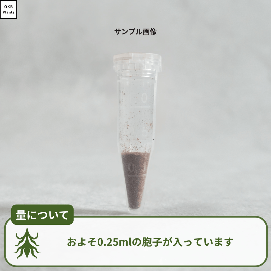 ビカクシダ グランデの胞子 0.25ml (Platycerium grande) – OKB Plants ビカクシダ グランデの胞子 0.25ml (Platycerium grande) – OKB Plants