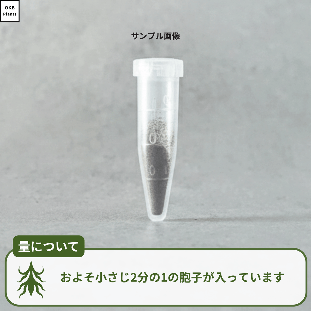 ビカクシダの胞子の量について