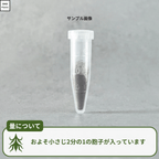 ビカクシダの胞子の量について