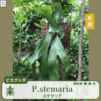 ビカクシダステマリア(P.stemaria)の胞子