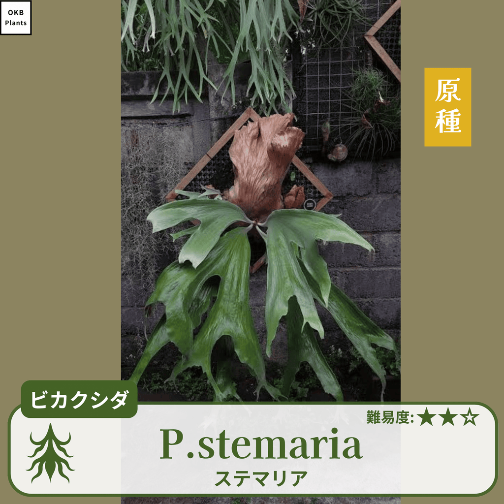 ビカクシダステマリア(P.stemaria)の胞子