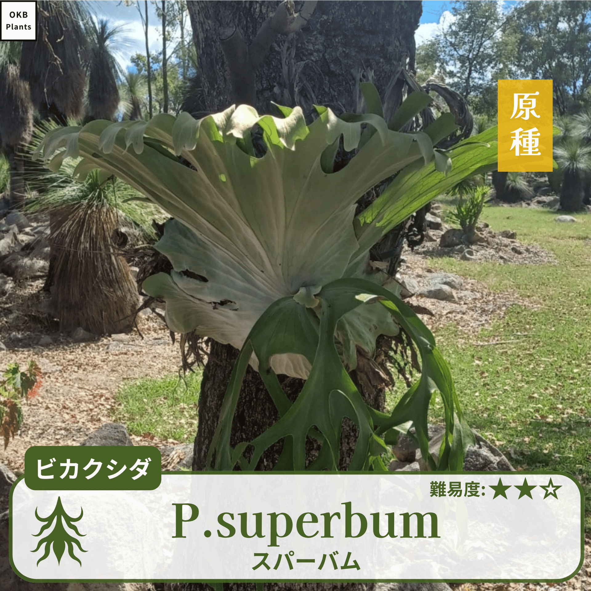 発芽確認済】ビカクシダ スパーバムの胞子 (Platycerium superbum 発芽確認済】ビカクシダ スパーバムの胞子 (Platycerium superbum
