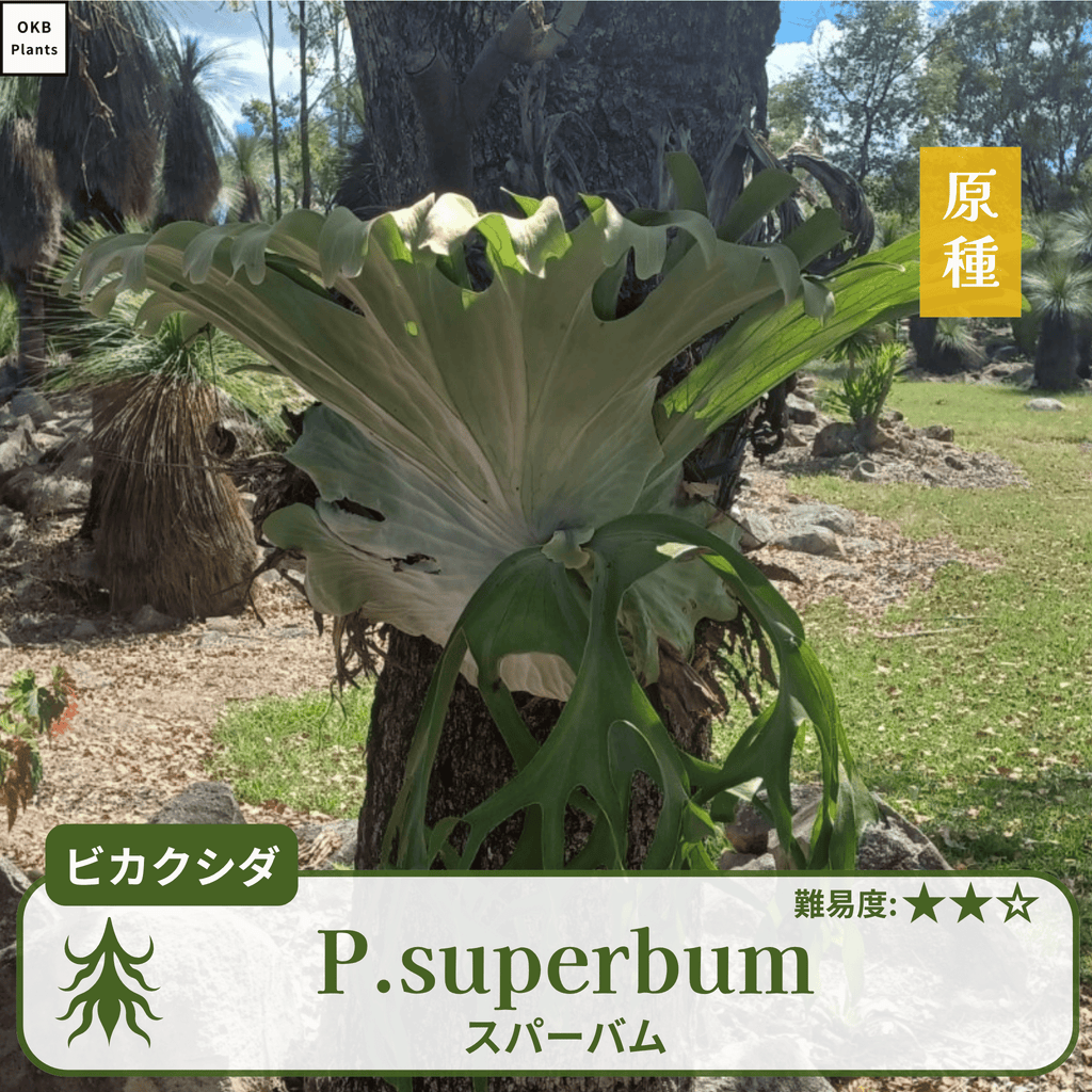 ビカクシダスパーバム(P.superbum)の胞子