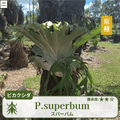 ビカクシダスパーバム(P.superbum)の胞子