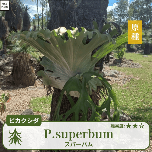 発芽確認済】ビカクシダ スパーバムの胞子 (Platycerium superbum