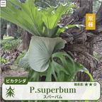 ビカクシダスパーバム(P.superbum)の胞子