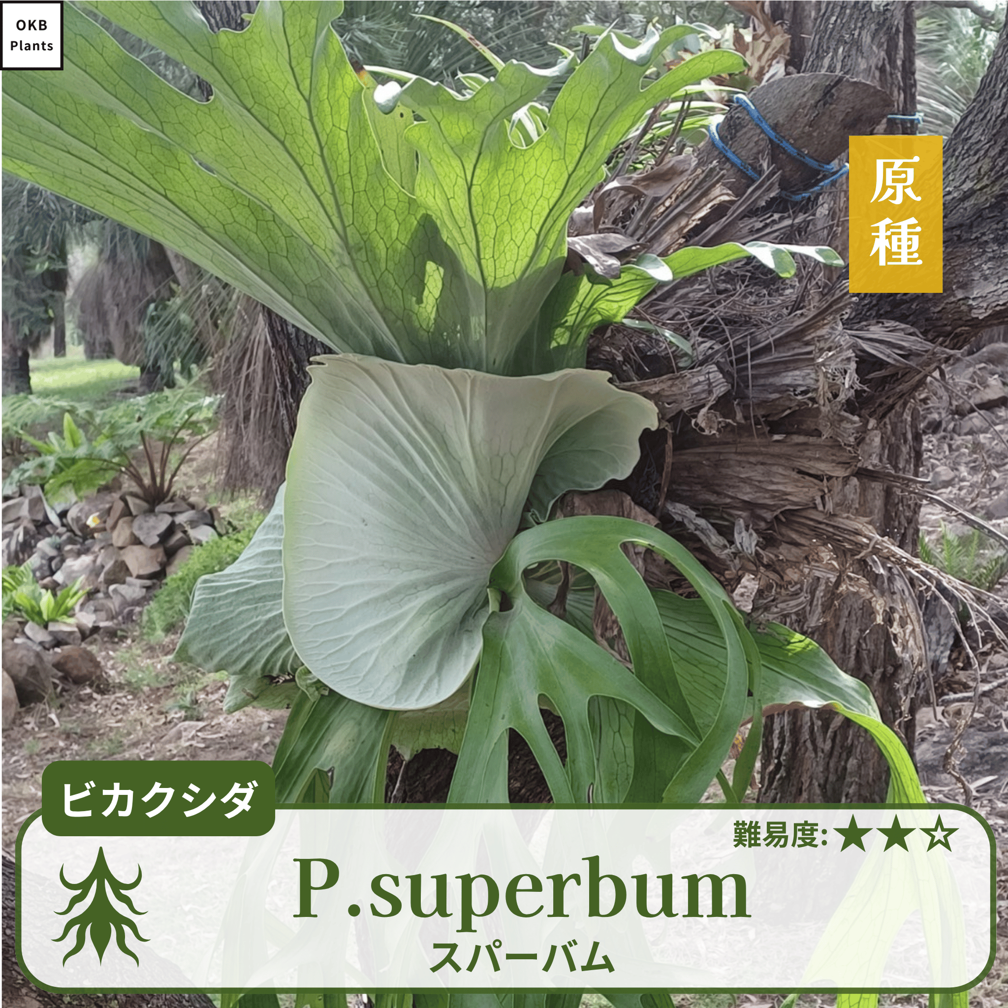 ビカクシダ – OKB Plants