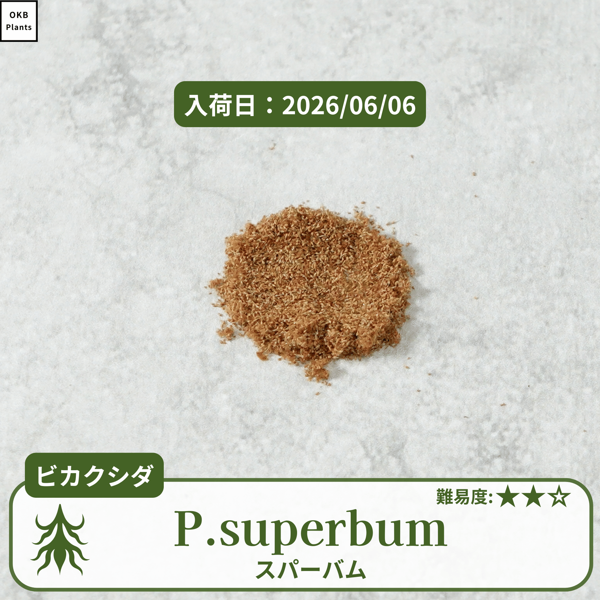 ビカクシダ スパーバムの胞子 (Platycerium superbum) – OKB Plants ビカクシダ スパーバムの胞子 (Platycerium superbum) – OKB Plants