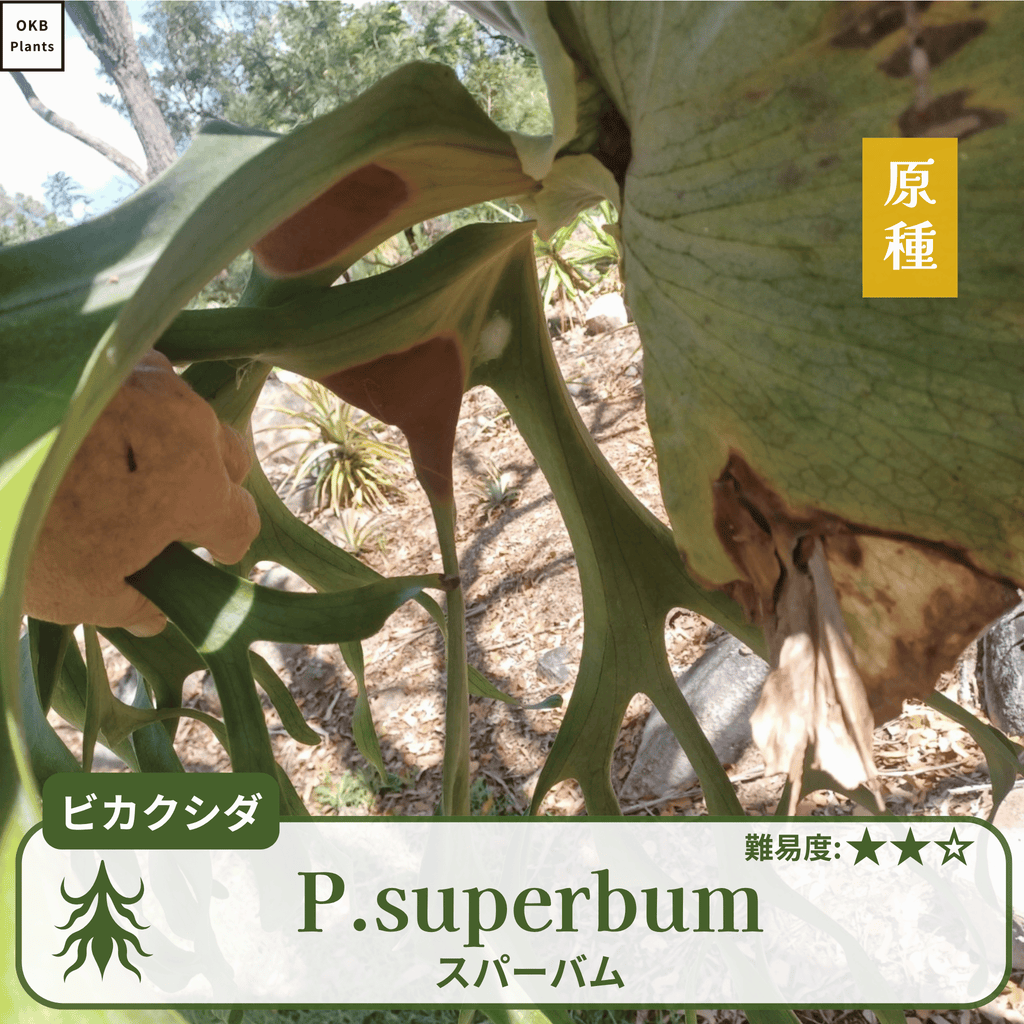 ビカクシダスパーバム(P.superbum)の胞子