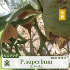 ビカクシダスパーバム(P.superbum)の胞子