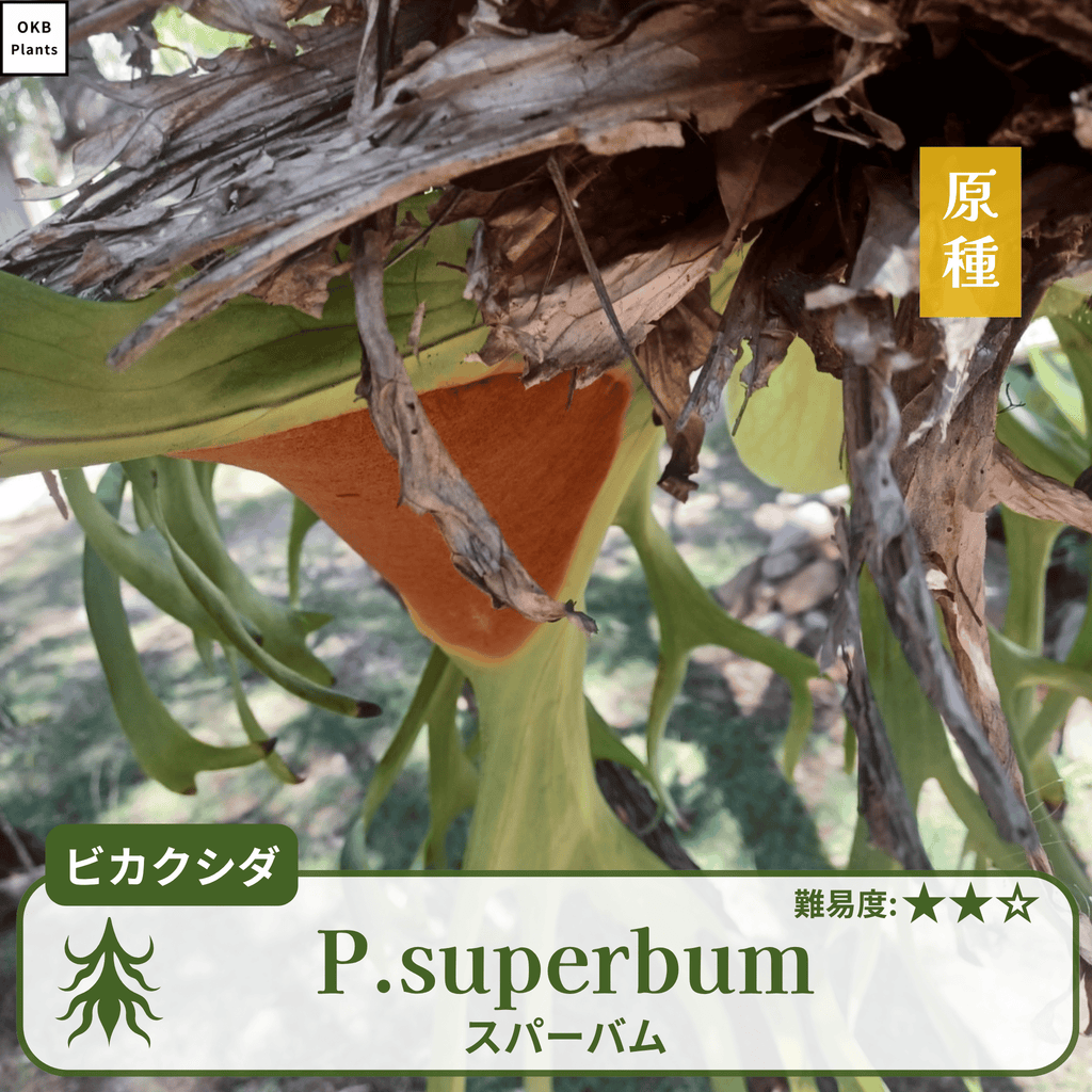 ビカクシダスパーバム(P.superbum)の胞子
