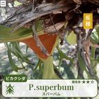 ビカクシダスパーバム(P.superbum)の胞子