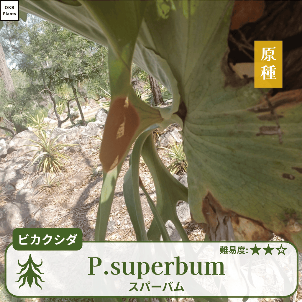 ビカクシダスパーバム(P.superbum)の胞子