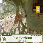 ビカクシダスパーバム(P.superbum)の胞子