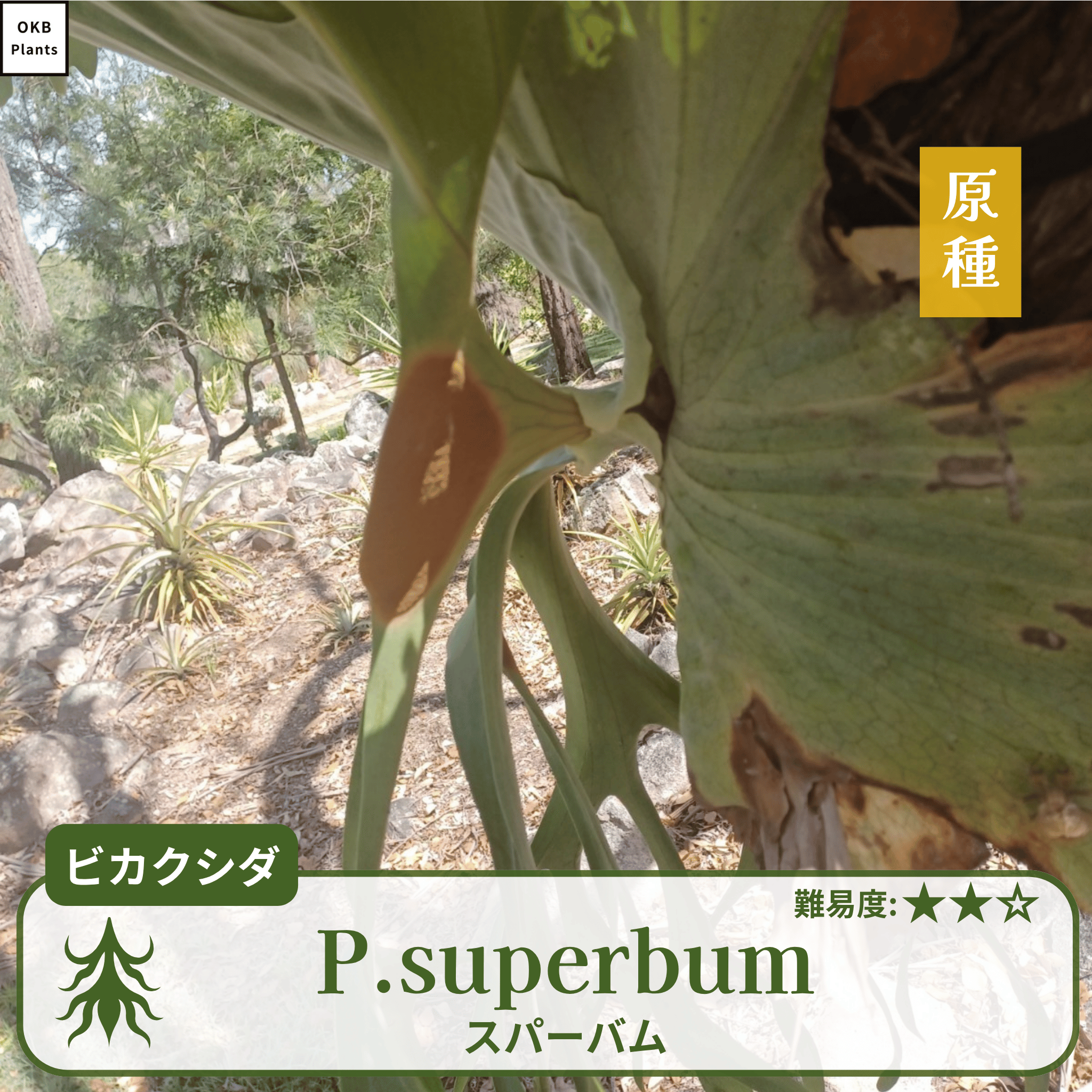 ビカクシダスパーバム(P.superbum)の胞子