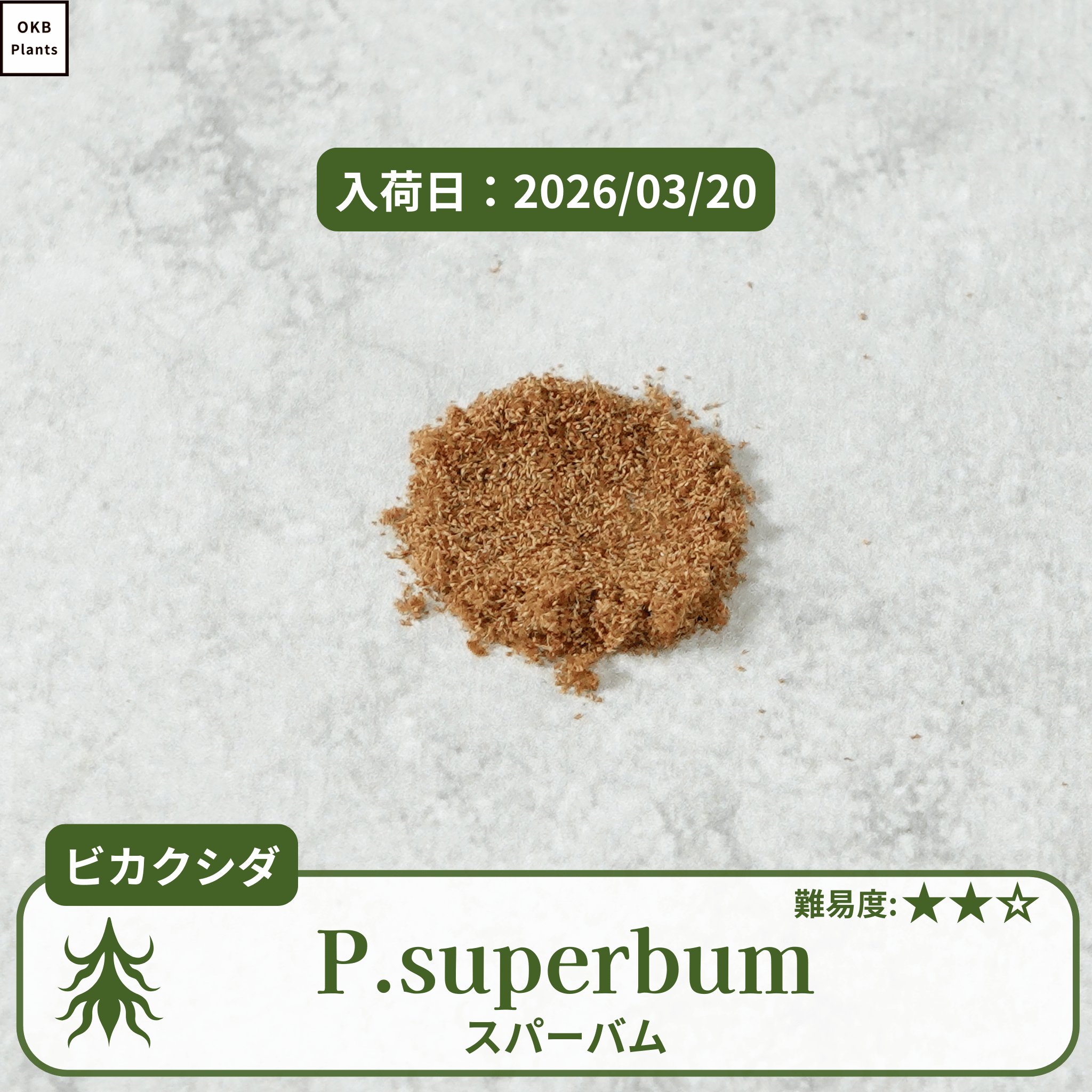 ビカクシダスパーバム(P.superbum)の胞子
