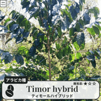 ティモールハイブリッド(timor hybrid)の木