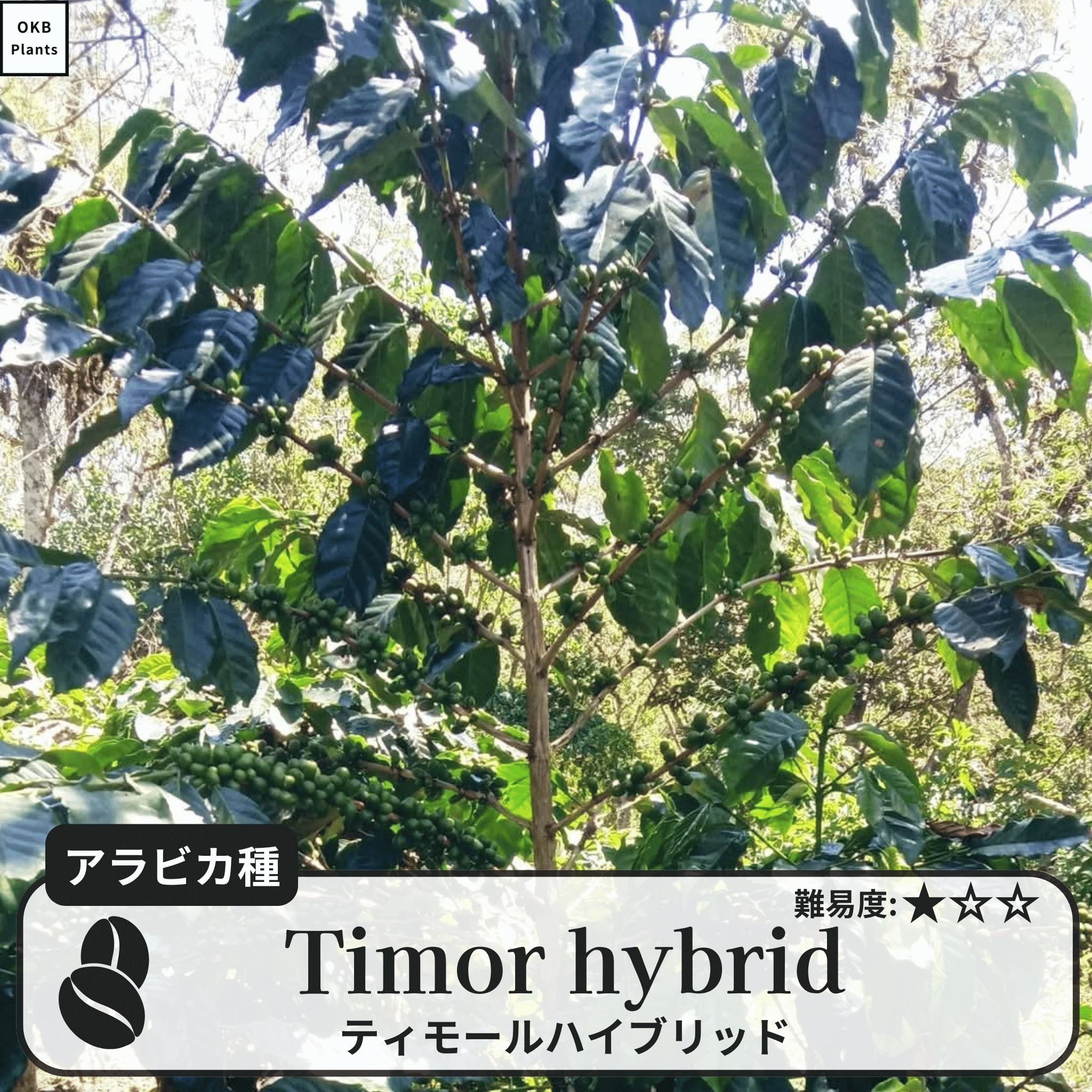 ティモールハイブリッド(timor hybrid)の木