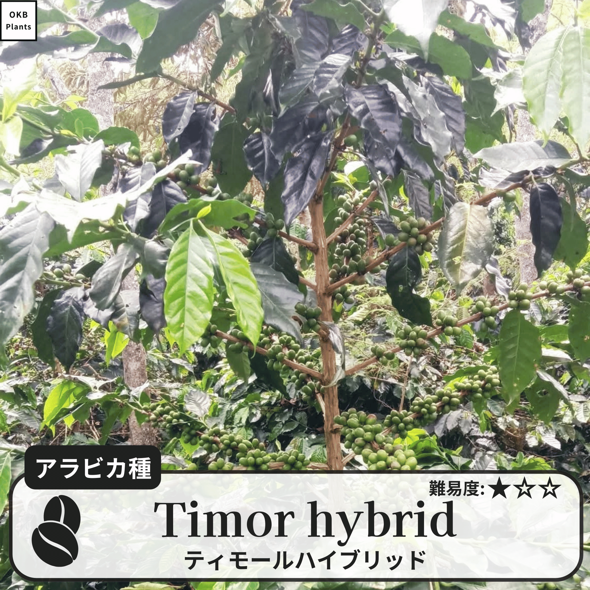 ティモールハイブリッド(timor hybrid)の木