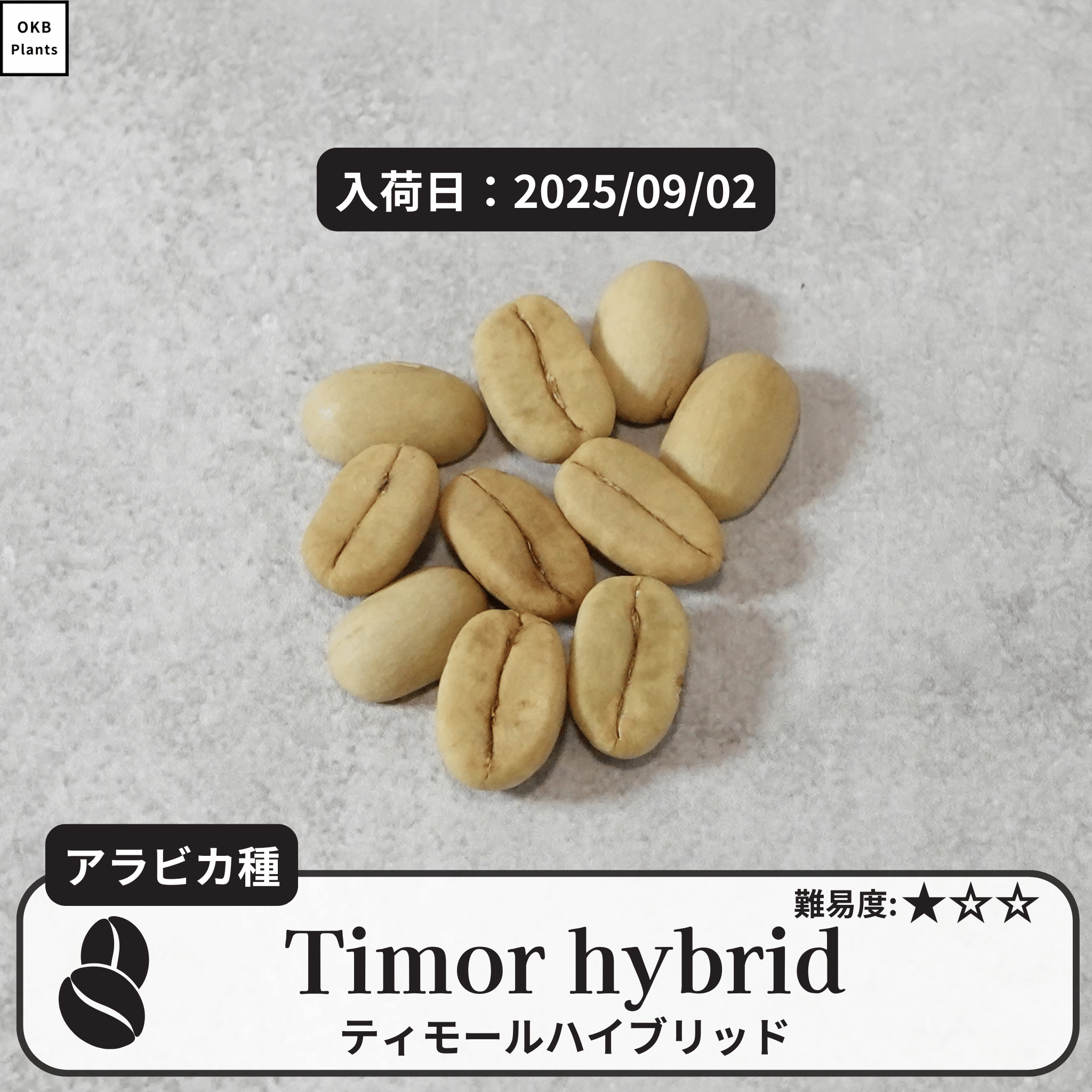 ティモールハイブリッド(timor hybrid)の種子